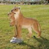 Design Toscano KY1874 34 Inch Lioness with Cub Statue