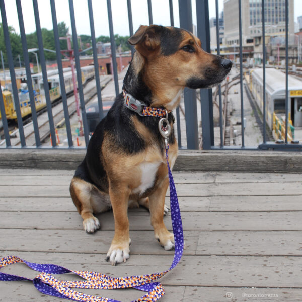 Sublime  Dog Leash