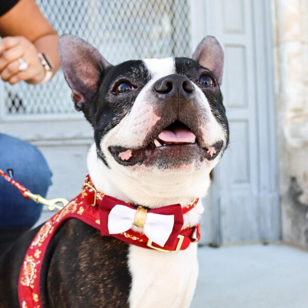 Accent Metallic Adjustable Dog Harness