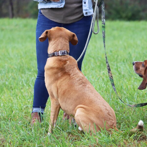 Water & Woods Waterproof Hound Dog Collar with Center Ring