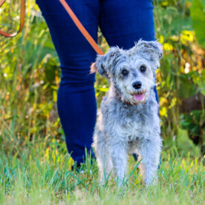 Circle T  Oak Tanned Leather Dog Leash