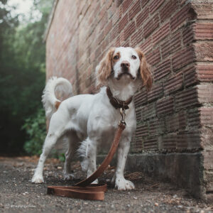 Circle T  Rustic Leather Town Dog Collar