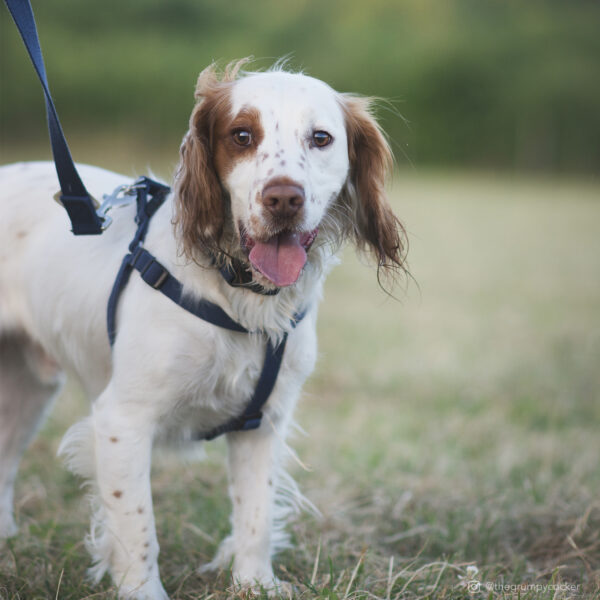 New Earth  Soy Adjustable Dog Collar