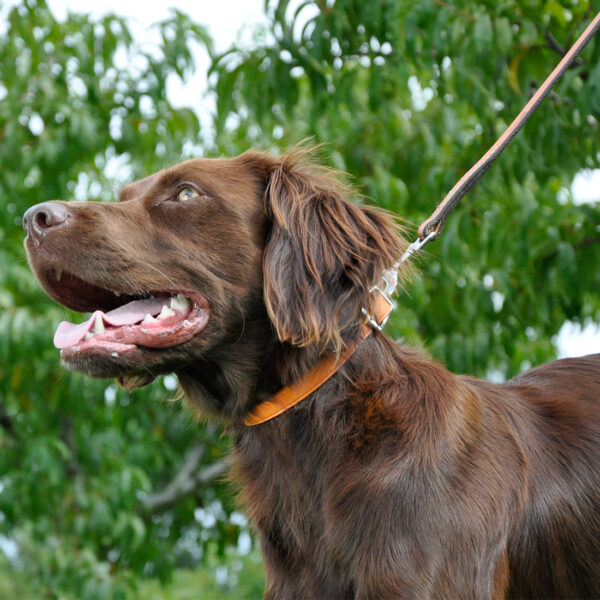 Circle T  Oak Tanned Leather Town Dog Collar