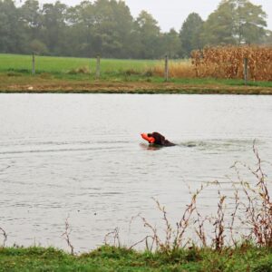 Water & Woods Canvas Dog Training Dummies