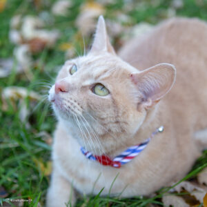 Safe Cat  Round Fashion Collar