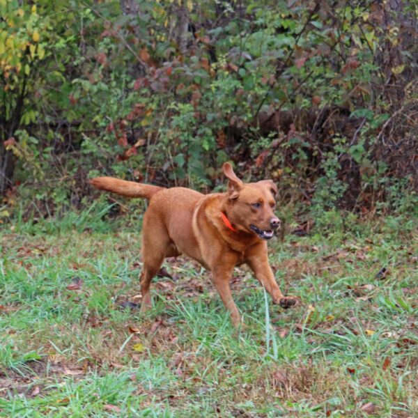 Water & Woods Adjustable Dog Collar