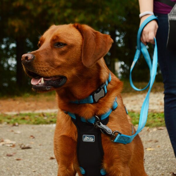 K9 Explorer   Brights Reflective Front-Connect Harness