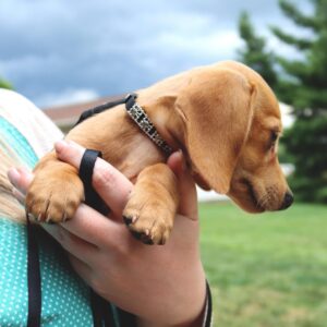 Lil Pals  Dog Leash with E-Z Snap