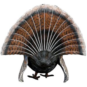 Design Toscano NE100126 24 1/2 Inch Wild Tom Turkey Statue