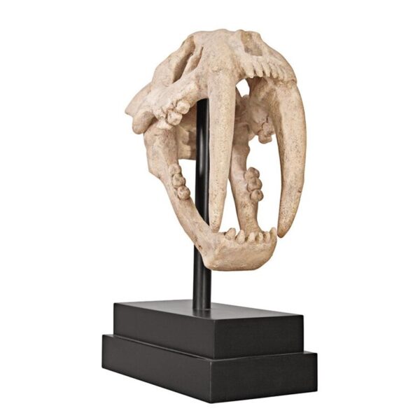 Design Toscano NE100501 7 Inch Saber Tooth Tiger Skull on Museum Mount