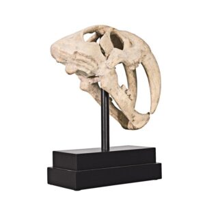 Design Toscano NE100501 7 Inch Saber Tooth Tiger Skull on Museum Mount