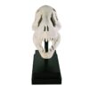 Design Toscano NE100502 10 Inch T-Rex Dinosaur Skull on Mount