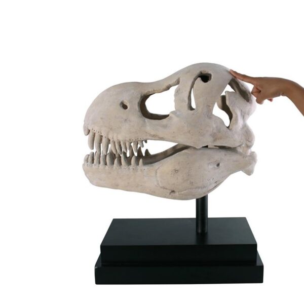 Design Toscano NE100502 10 Inch T-Rex Dinosaur Skull on Mount