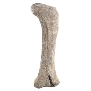 Design Toscano NE140057 68 Inch Apatosaurus Femur Fossil Statue