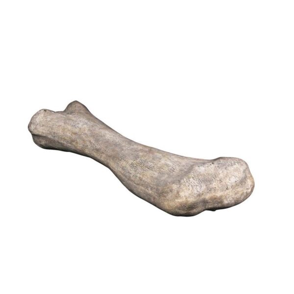 Design Toscano NE140057 68 Inch Apatosaurus Femur Fossil Statue