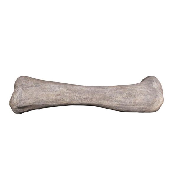 Design Toscano NE140057 68 Inch Apatosaurus Femur Fossil Statue