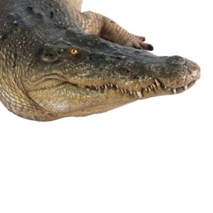 Design Toscano NE80123 135 Inch Tropical Wetlands Crocodile Statue