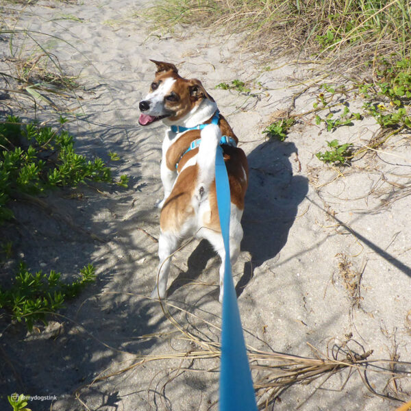 Pro Waterproof Leash