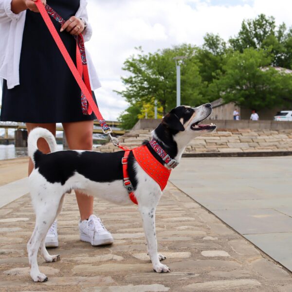 Sublime  Reversible Dog Harness