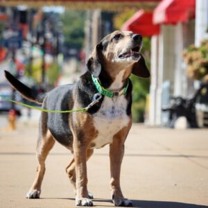 Ribbon Dog Leash