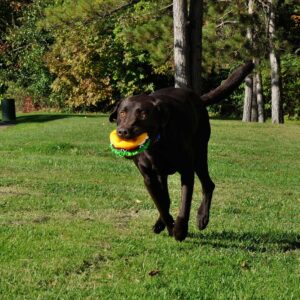 Rascals  6" Vinyl Jumbo Hamburger Dog Toy