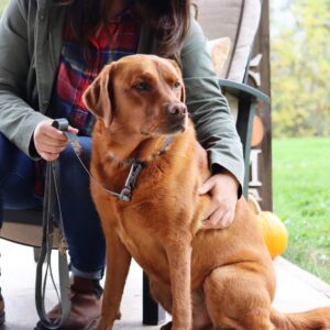 Water & Woods Adjustable Dog Collar