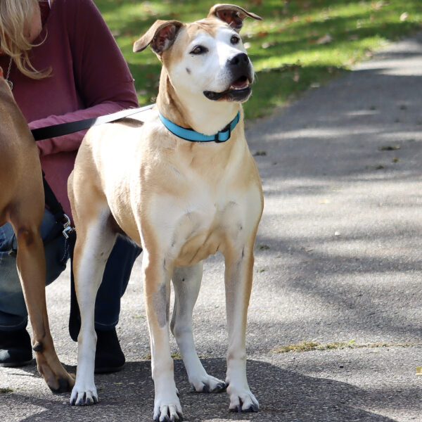 Inspire Adjustable Dog Collar