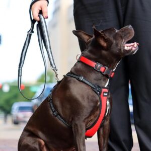 Coastal  Double-Handle Bungee Leash