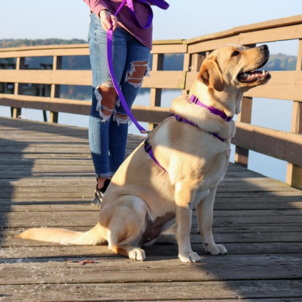 Coastal  Adjustable Dog Collar with Metal Buckle