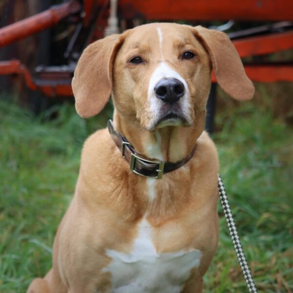 Water & Woods Waterproof Hound Dog Collar with Center Ring