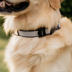 Inspire Adjustable Dog Collar