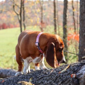 Water & Woods Adjustable Dog Collar