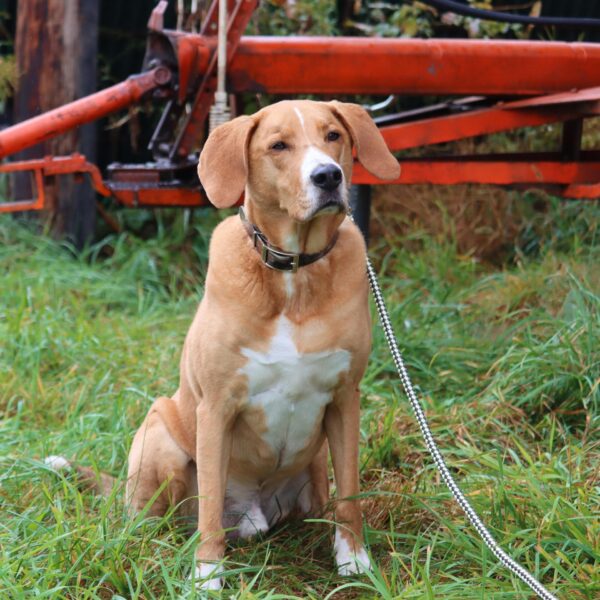 Water & Woods Waterproof Hound Dog Collar with Center Ring