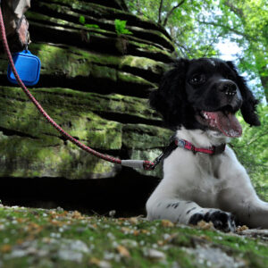 K9 Explorer  Reflective Braided Rope Snap Dog Leash