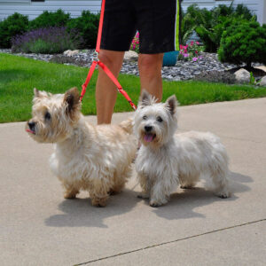 2 Dog Adjustable Coupler