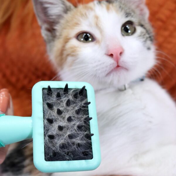 Lil Pals  Kitten Massage Brush