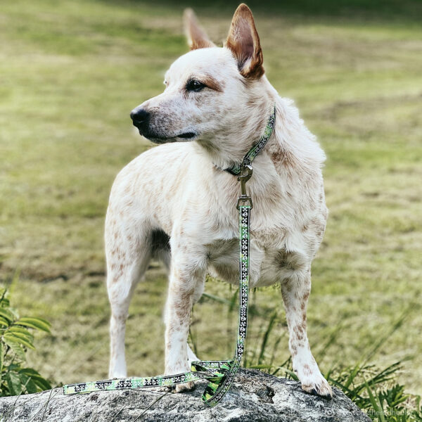 LazerBrite  Patterned Collar