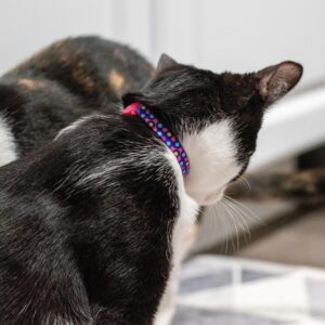 Lil Pals  Adjustable Breakaway Kitten Collar