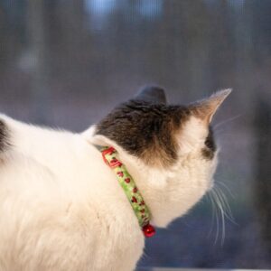 Safe Cat  Fashion Adjustable Breakaway Collar