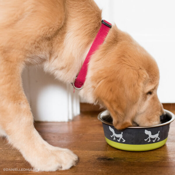 Maslow Design Series Non-Skid Pup Design Dog Bowls