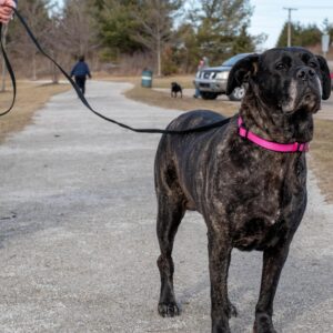 Train Right!  Cotton Web Dog Training Leash