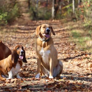 Water & Woods Adjustable Dog Collar