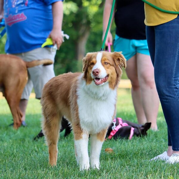 Coastal  Rope Dog Leash