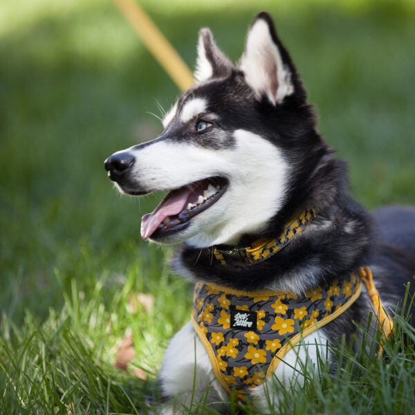 Ribbon Adjustable Dog Collar with Metal Buckle