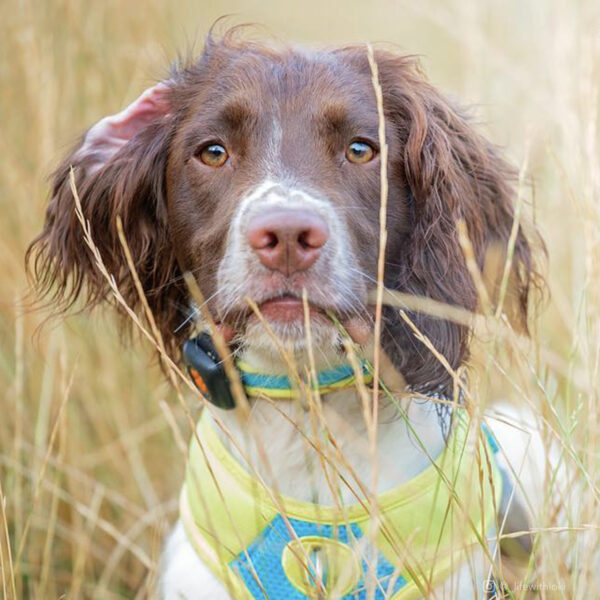 Pro Reflective Adjustable Dog Collar