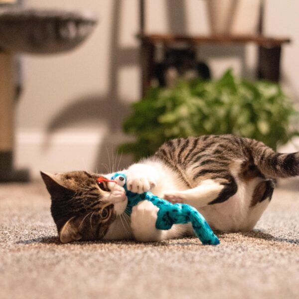 Turbo  Vibrating Cat Toys