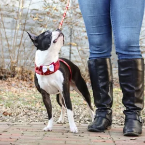 Accent Metallic Dog Collar Embellishment