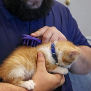 Lil Pals  Round Kitten Collar