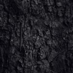 the bark texture with a slit hole the surface of the tree trunk in dark color the natural texture of the forestry free photo